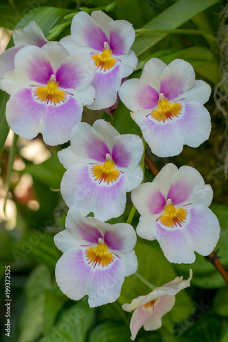 orchid faces