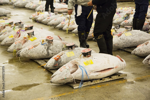 Photography Frozen tuna's auction at the Tsukiji fish market (Tokyo Metropolitan Central Who