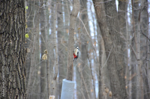 Woodpecker in the forest.