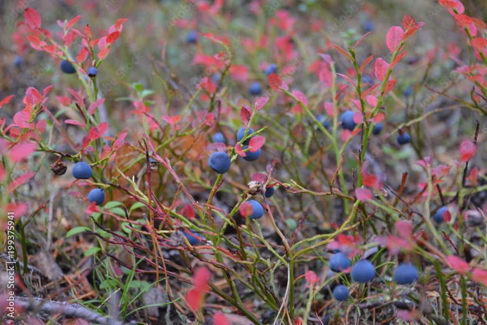 Berries, berry, bilberry, blaeberry, blueberry, whortleberry, yamal Berries, berry, bilberry, blaeberry, blueberry, whortleberry, yamal