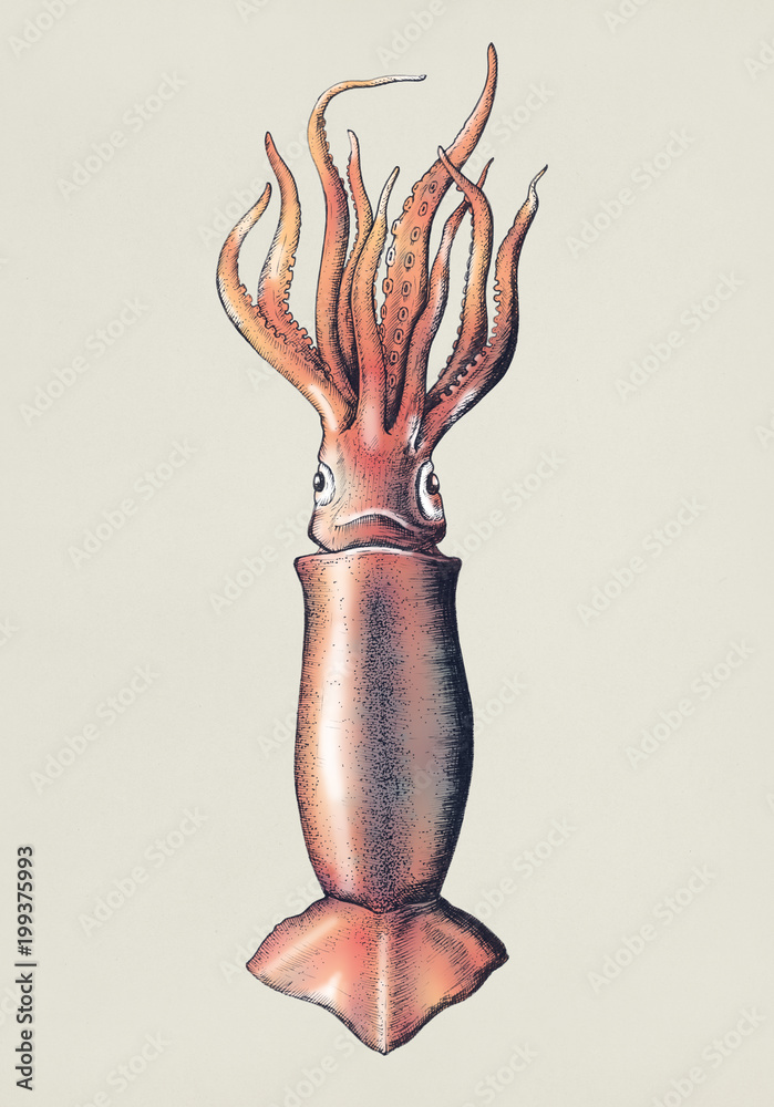 Hand drawn squid isolated