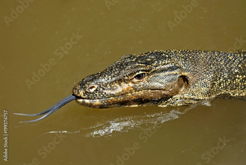 Water monitor lizard flicks out blue forked tongue like dragon on sunny day with glistening scaley skin on Asian Island.