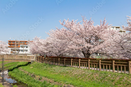 桜が満開の井沼方公園
