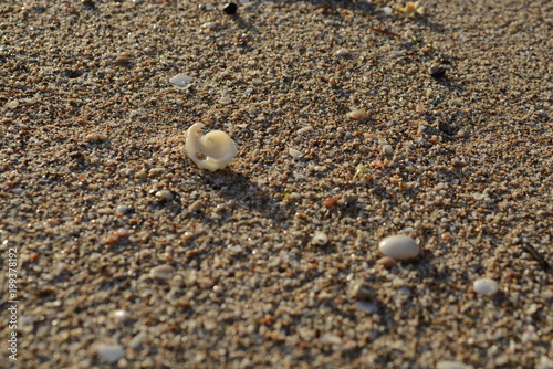 Conchas en la arena