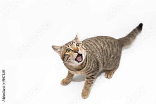 Little cat with white color background