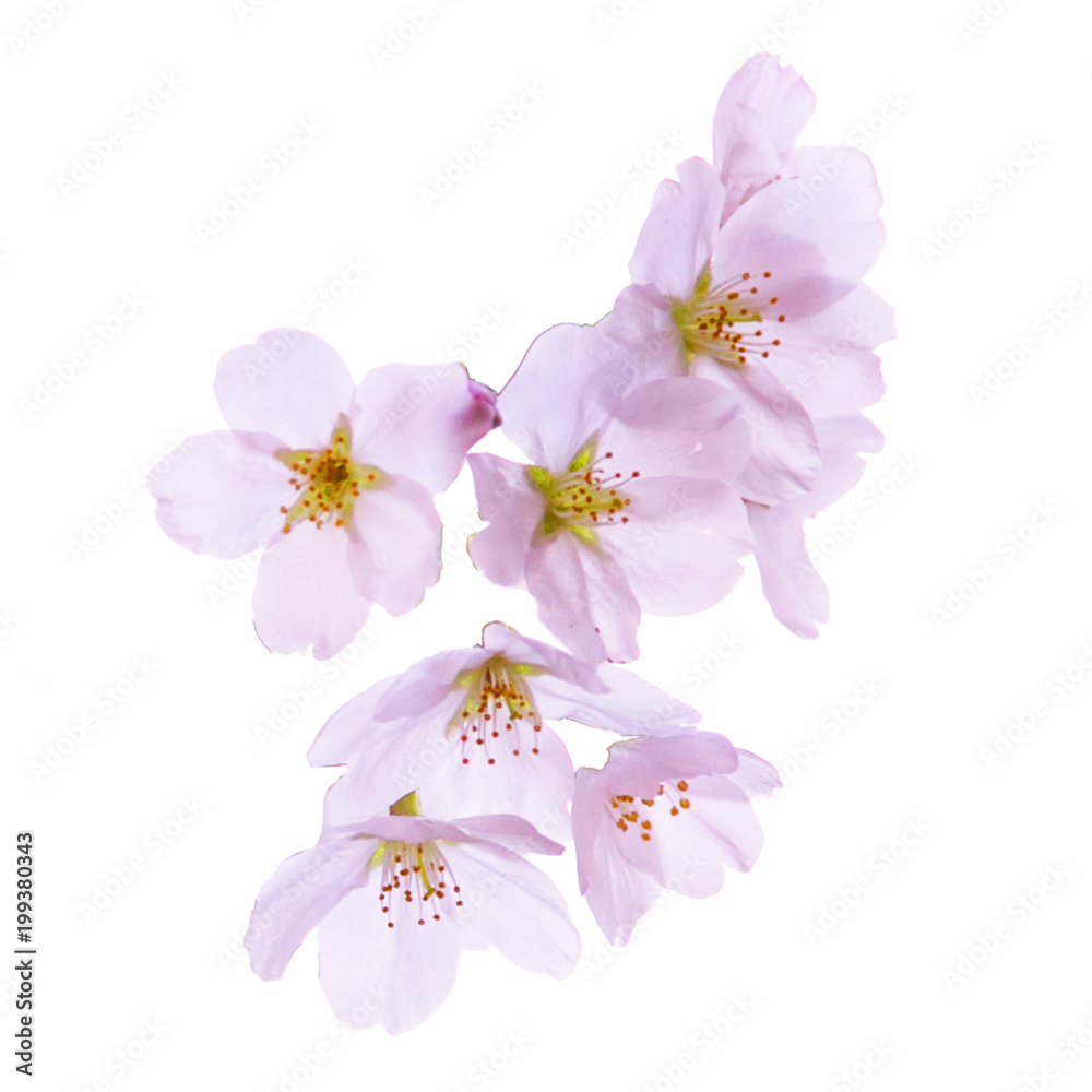 桜の花びら 3 切り抜き 用クリッピングパス付き Stock 写真 Adobe Stock