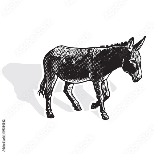 Donkey - black and white side view.
Cute farm animal in profile in engraving style. Vector illustration together with a large raster image.