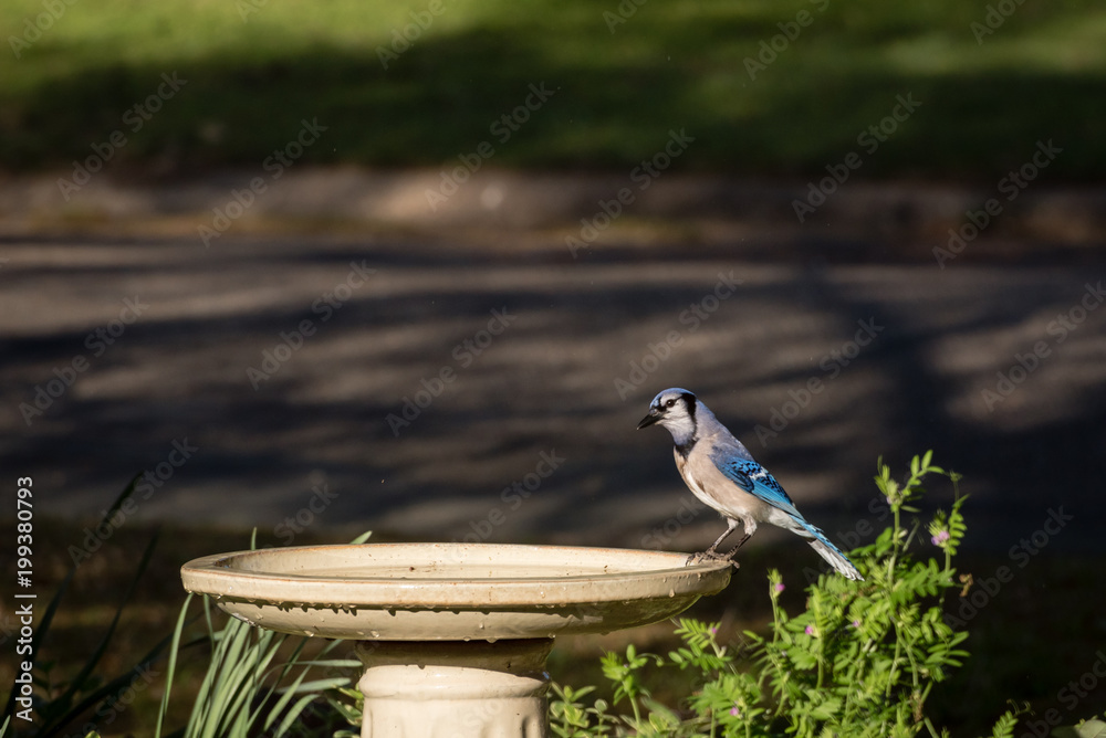 Obraz premium Female Blue Jay