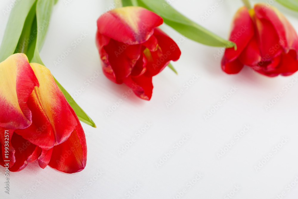 Red yellow tulips on white wooden background with copyspace Red yellow tulips on white wooden background with copyspace