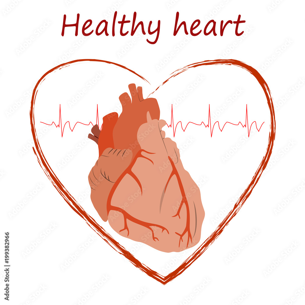Heart health poster, banner, design template. Anatomy heart image,  heartbeat. Medical flat vector illustration. Stock Vector | Adobe Stock