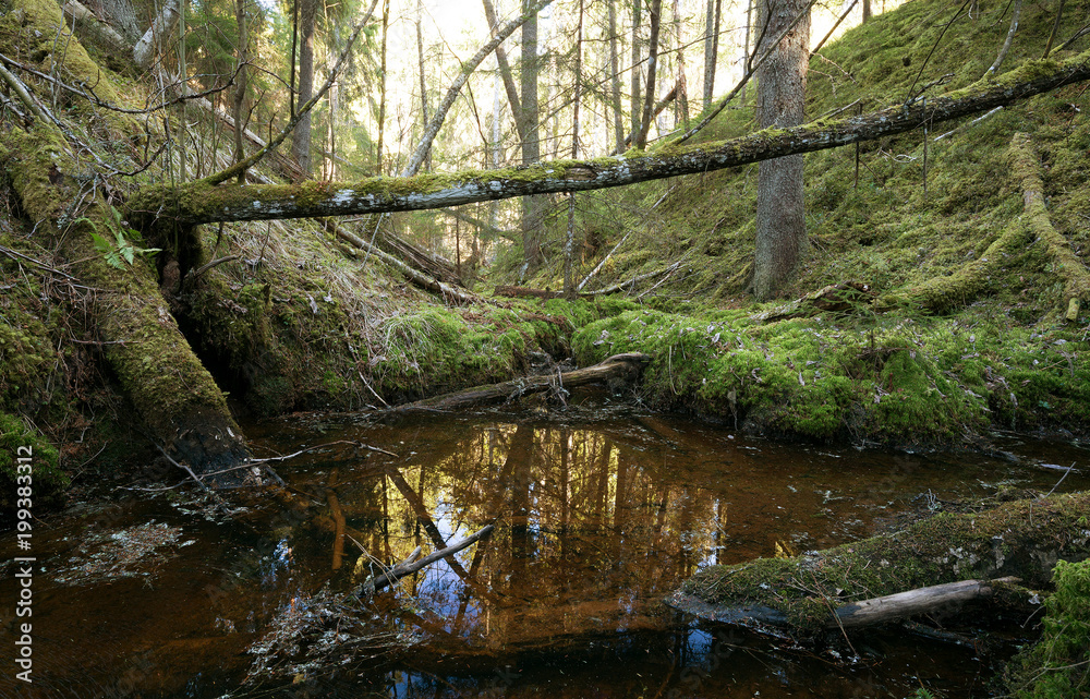 Untouched natural forest with stream and fallen trees Untouched natural forest with stream and fallen trees