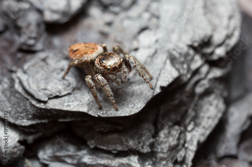 Jumping spider, Evarcha falcata on burnt bark