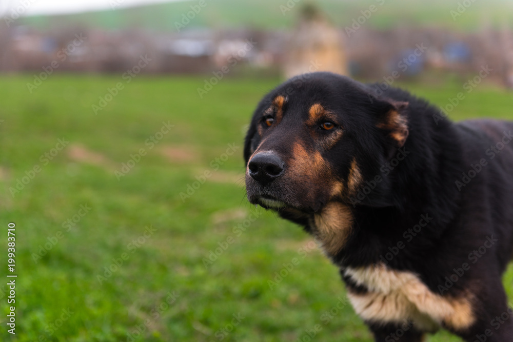 Shepherd dog portrait