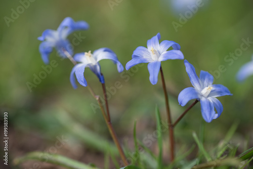 Blausternchen  Scilla siberica 