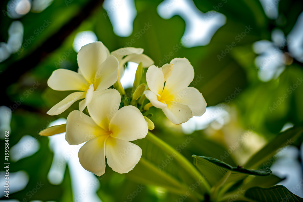 Plumeria flower on blurred leaves background Plumeria flower on blurred leaves background