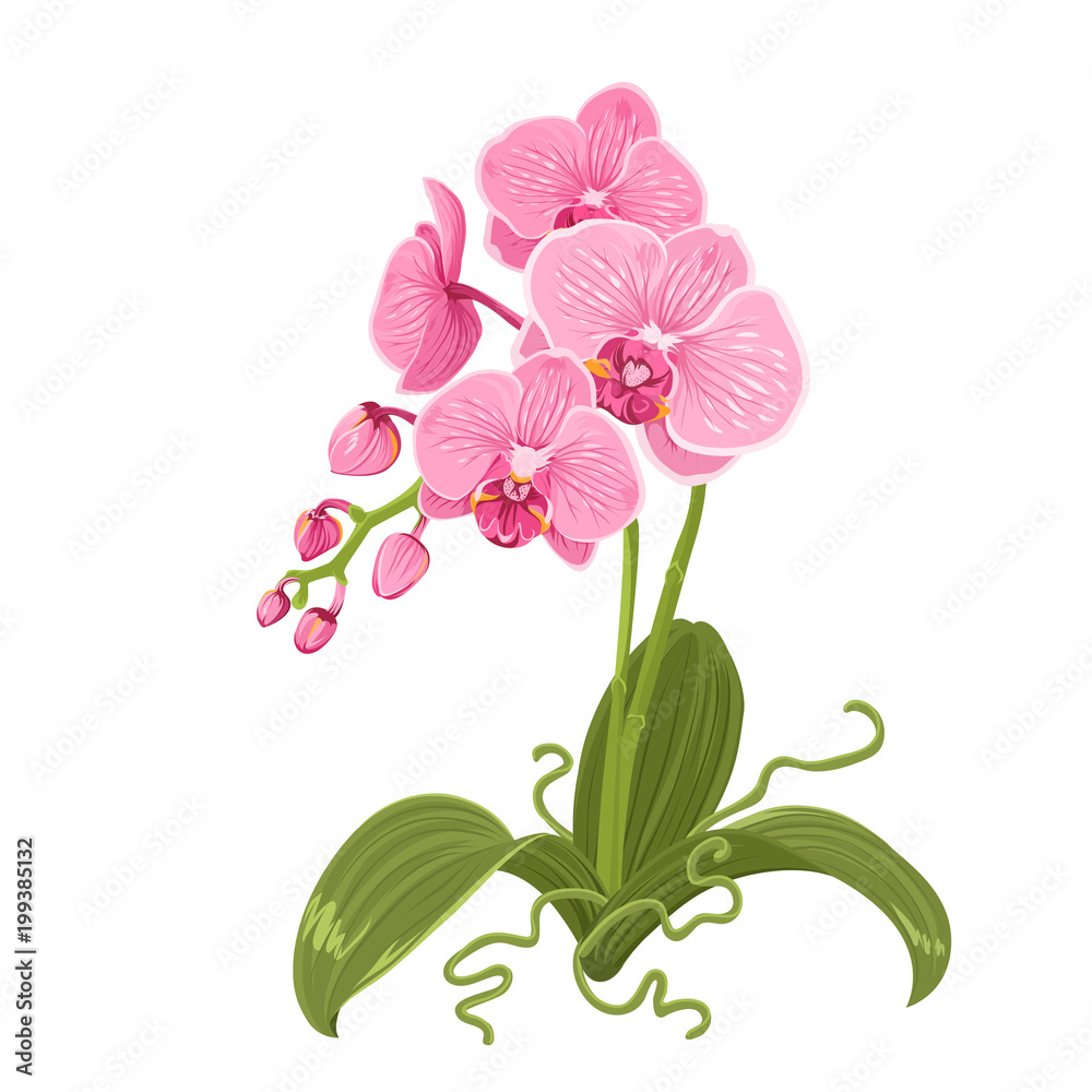 Pink purple orchid phalaenopsis exotic tropical flower plant isolated on  white background. Buds, stem, green leaves, roots. Realistic detailed  botanical vector design illustration. Stock Vector | Adobe Stock