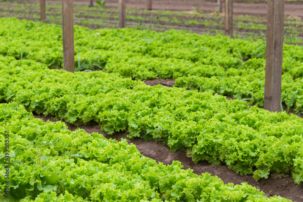 plantation of lettuce in a greenhouse in the organic garden