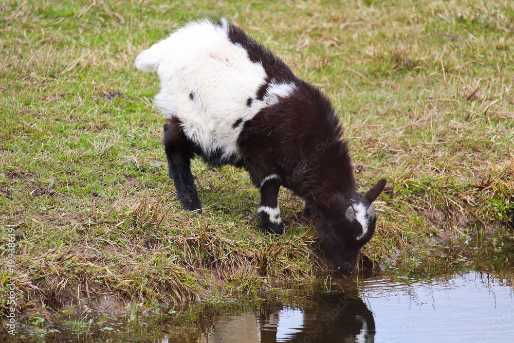 Fototapeta premium Domestic black and white goat kid drink water