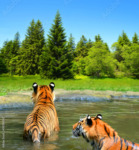 Fototapeta Naklejka Na Ścianę i Meble -  Siberian Tiger (Panthera tigris altaica) in water.