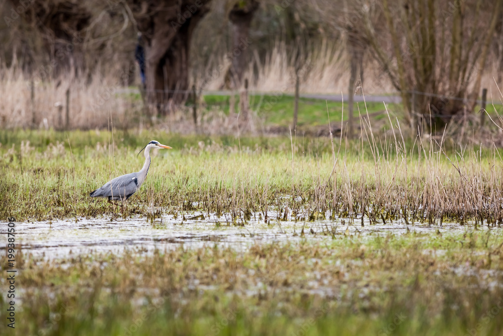 an heron in the field