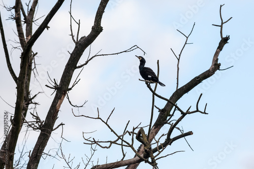 an cormorant on a branch