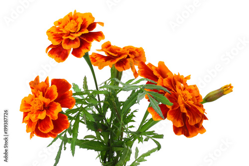 Orange Marigold flower, Tagetes erecta, Mexican marigold, Aztec marigold, African marigold isolated on white background photo