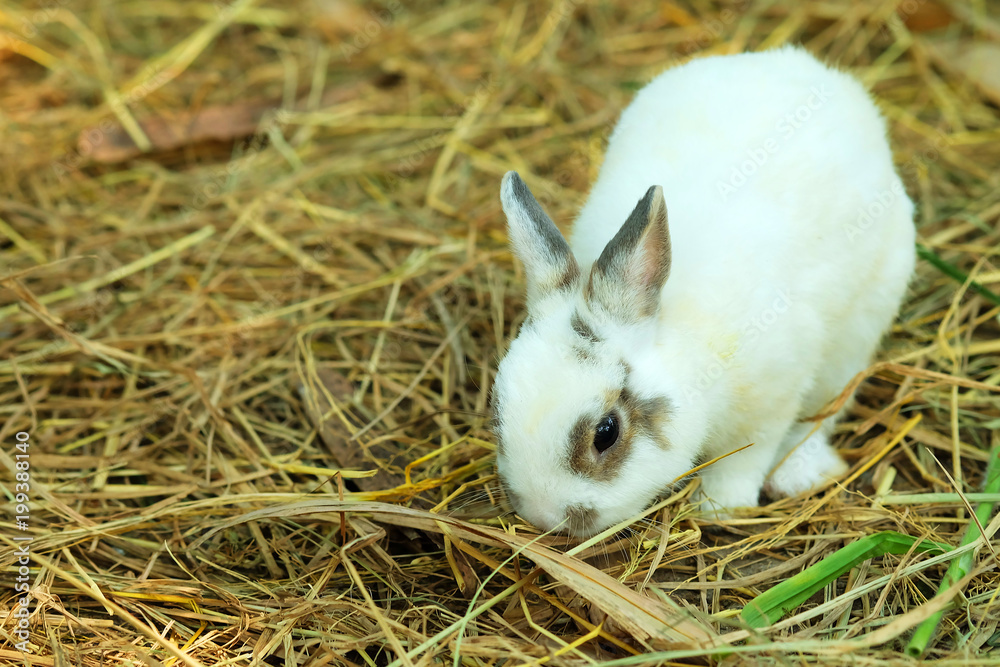 innocent little gray Rabbit in straw. Have some space for write wording innocent little gray Rabbit in straw. Have some space for write wording