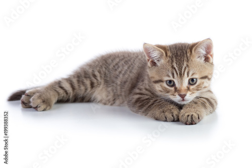 Small gray cat kitten lying isolated on white background