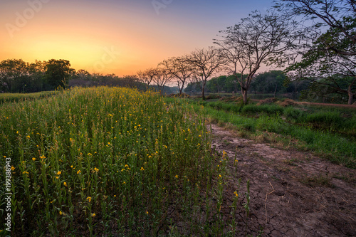 Beautiful landscape yellow Sunhemp flowers field with sunset background in Phitsanulok, Thailand.