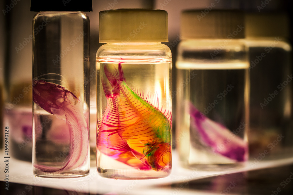 Fotografia Fish in Bottles for Biological Studies