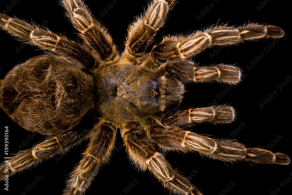 Big hairy tarantula isolated Big hairy tarantula isolated