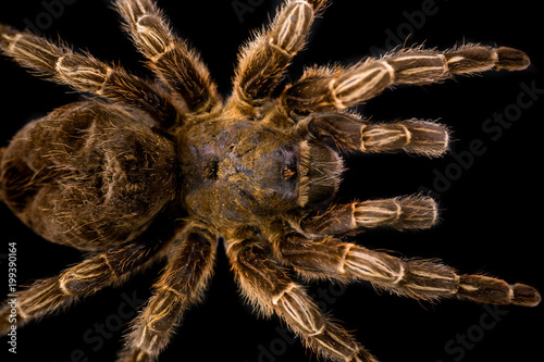 Big hairy tarantula isolated