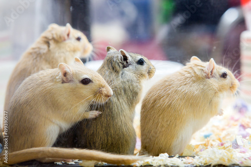 Closeup of a Mongolian gerbil