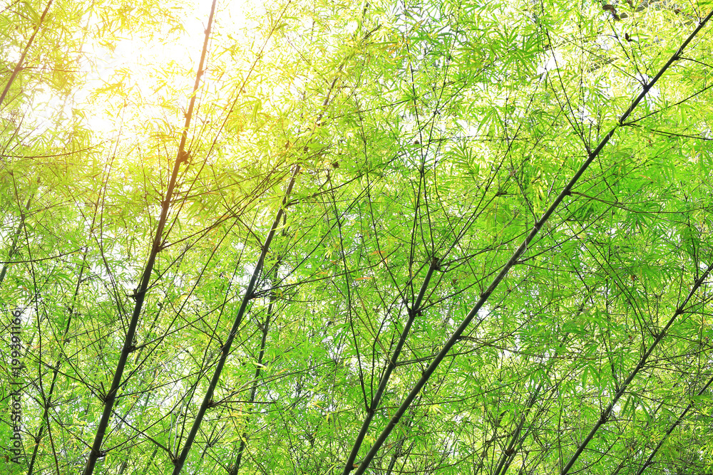 Fototapeta premium Asian Bamboo forest with sun rays. 