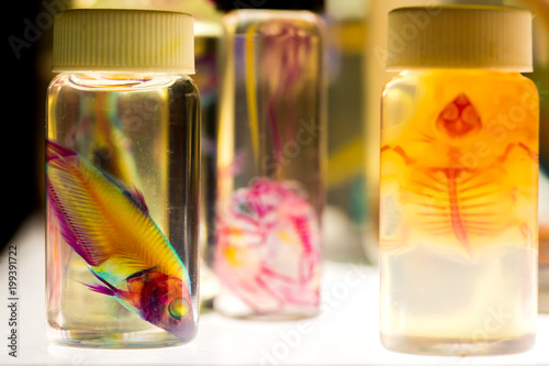 Obraz na plátne Fish in Bottles for Biological Studies