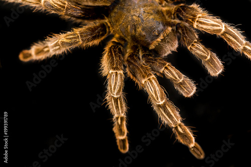 Big hairy tarantula isolated