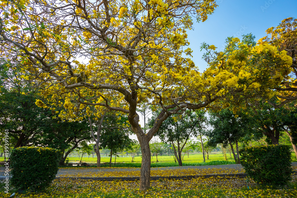 Naklejka premium Golden trumpet tree at Park in on blue sky background.