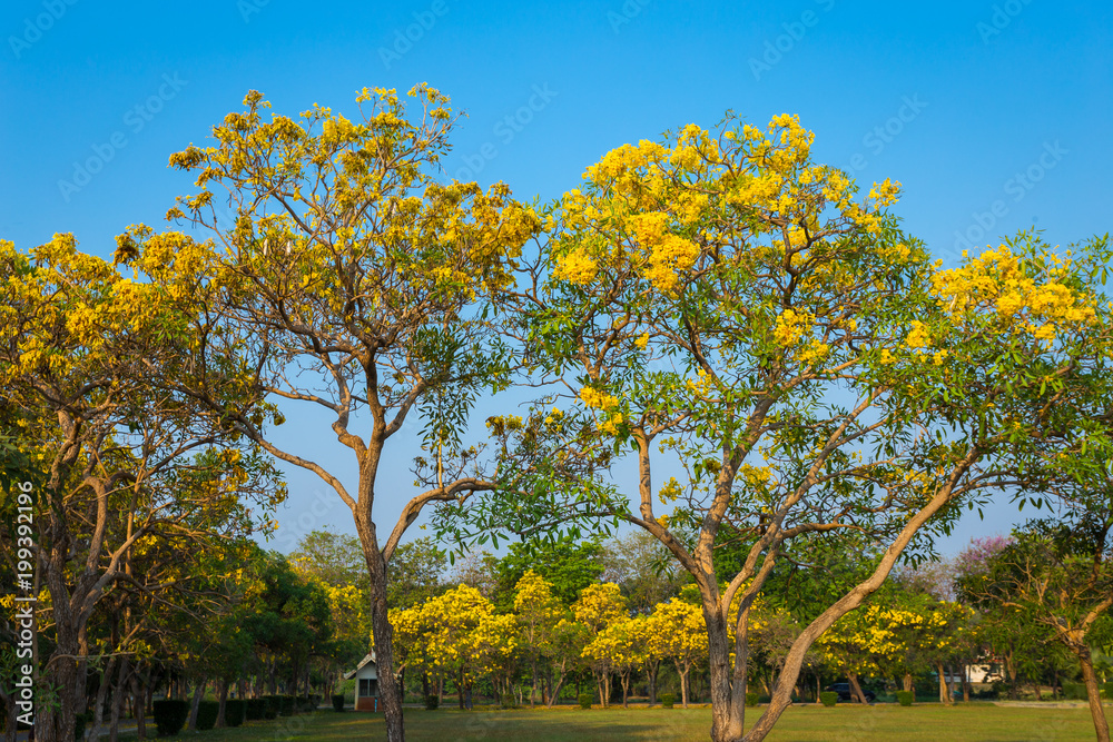 Fototapeta premium Golden trumpet tree at Park in on blue sky background.