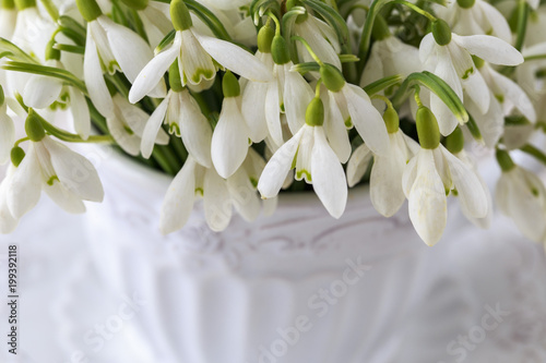 Fototapeta Naklejka Na Ścianę i Meble -  in a white vase, many snowdrops