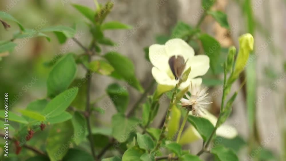Little wing-damaged butterfly grabs flower bud that blown by wind among other grass and floral