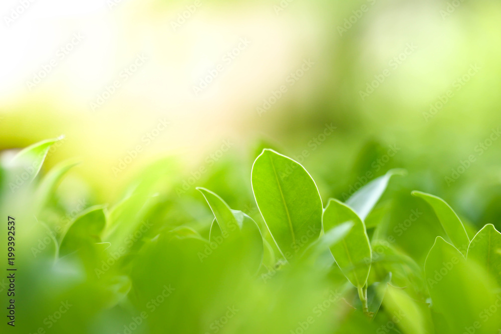 Closeup nature view of green leaf in garden at summer under sunlight. Natural green plants landscape using as a background or wallpaper. Closeup nature view of green leaf in garden at summer under sunlight. Natural green plants landscape using as a background or wallpaper.