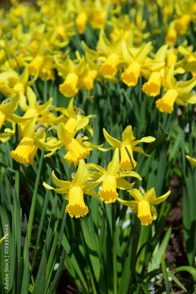 Osterglocken im Park, Narzissen