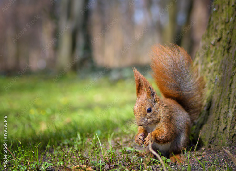 Wiewiórka - a red squirrel sitting in a spring park near a tree with grass and flowers in the background Wiewiórka - a red squirrel sitting in a spring park near a tree with grass and flowers in the background