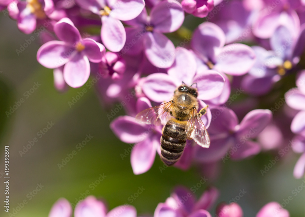 The bee flies on the flowers of the lilac The bee flies on the flowers of the lilac