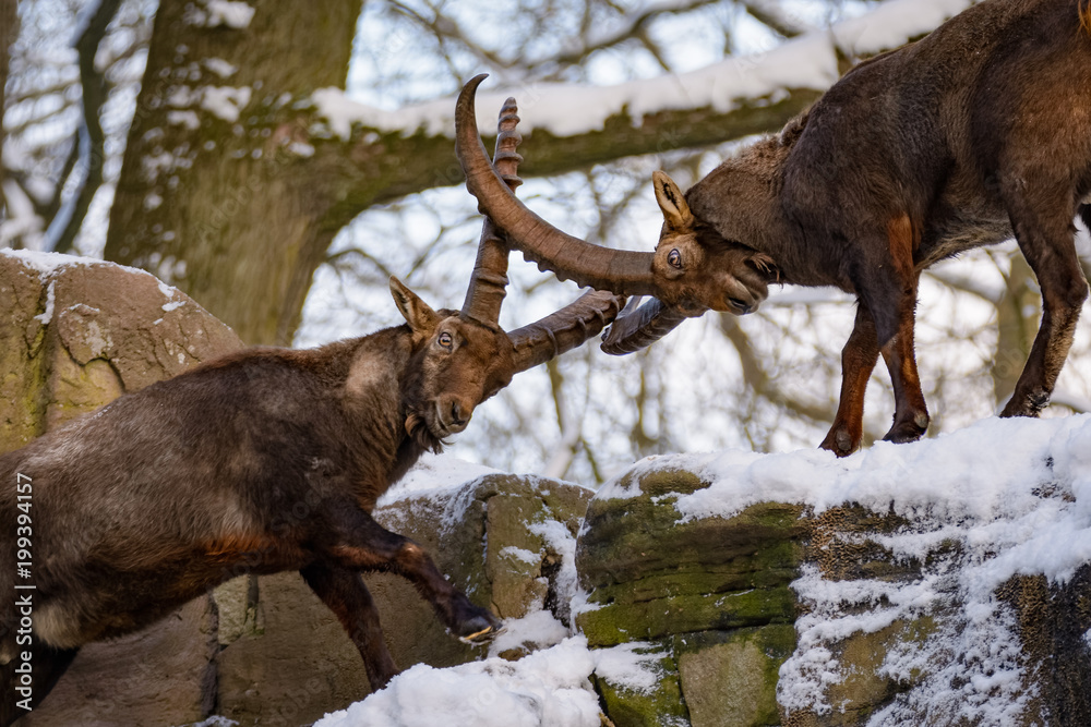 Two male european ibex fighting on a rocky edge