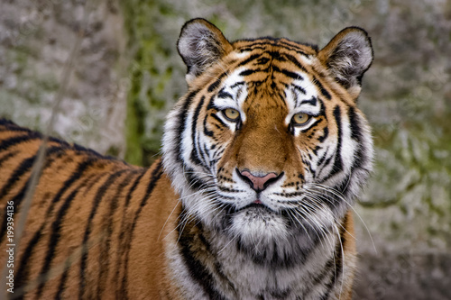 Closeup of a siberian tiger © Thorsten Spoerlein