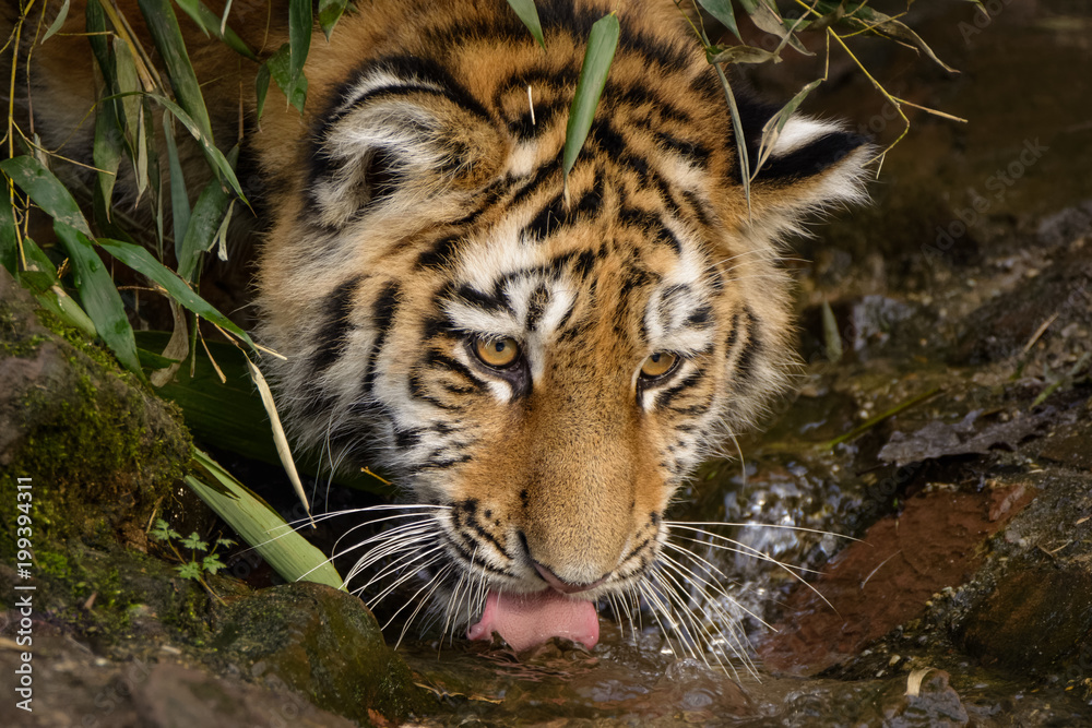 Fototapeta premium Closeup of a siberian tiger
