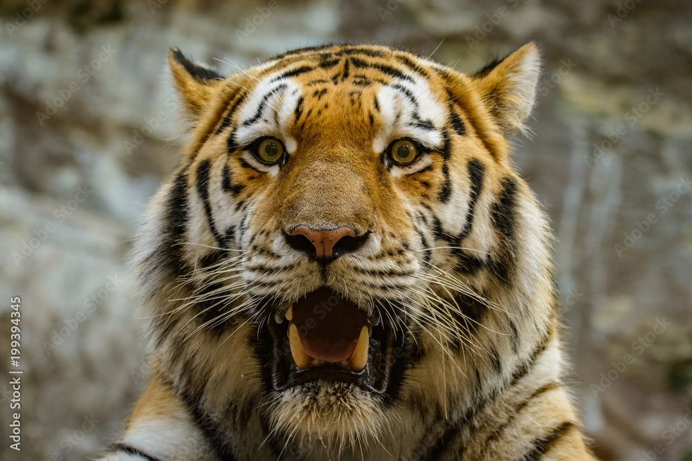 Fototapeta premium Closeup of a siberian tiger