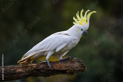 White cockatoo on a branch