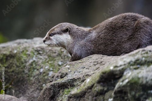 European fish otter sitting on a rock at the water edge